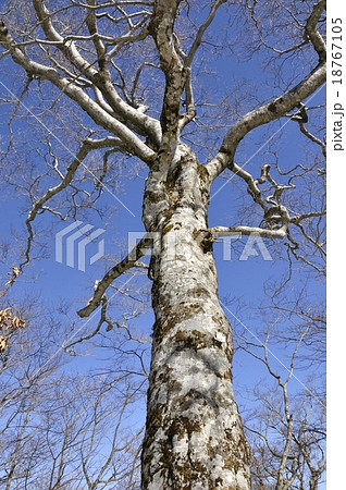 青空に映えるブナの木 青空に映えるブナの木 18767105