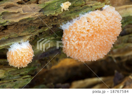 Red Raspberry Slime (Tubulifera arachnoidea) 18767584