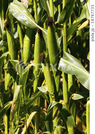 corn field  . green   18767735