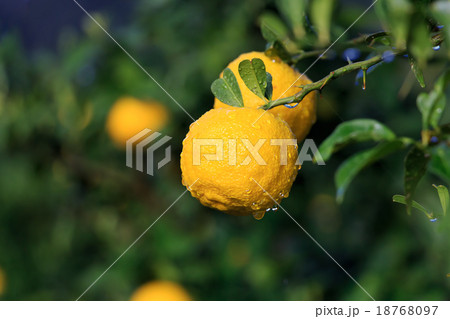 柚子 18768097