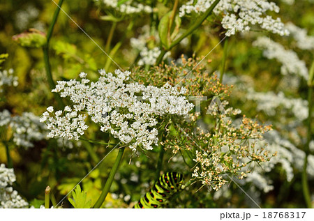 植物:センキュウ セリ科 植物:センキュウ セリ科 18768317