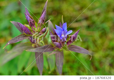 植物：リンドウ　リンドウ科 18768320