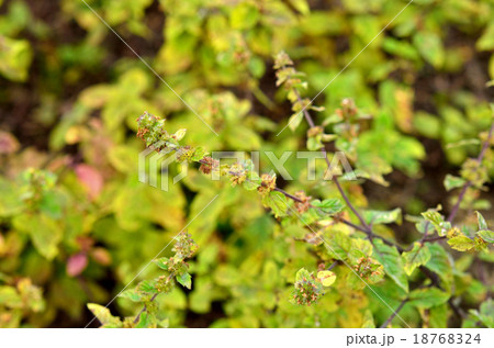 植物:ハッカ シソ科 植物:ハッカ シソ科 18768324