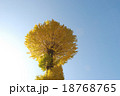 銀杏3910 18768765