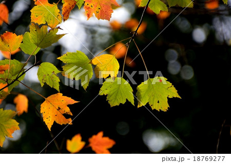 ハナノキの葉も色付き始める秋 18769277