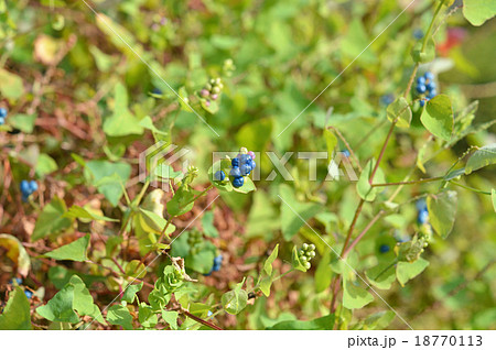 イシミカワの実 イシミカワの実 18770113