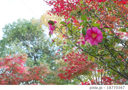 サザンカの花とモミジの紅葉 サザンカの花とモミジの紅葉 18770367