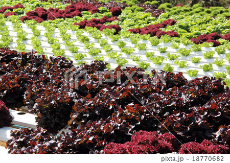 Farm of Hydroponic Plantation Farm of Hydroponic Plantation 18770682