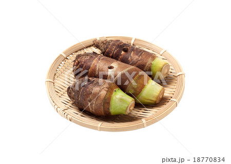 エビイモ（京芋） 18770834