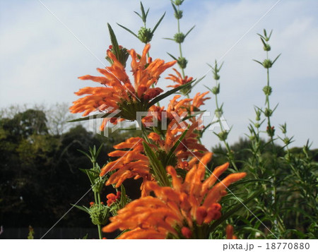 花びらに毛が生え、綿を着せたよな カエンキセワタのオレンジ色の花 花びらに毛が生え、綿を着せたよな カエンキセワタのオレンジ色の花 18770880