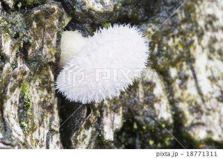 Schizophyllum commune fungus Schizophyllum commune fungus 18771311