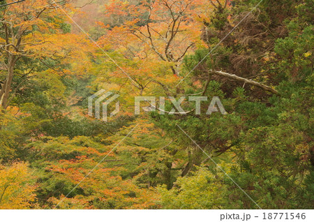 紅葉 18771546