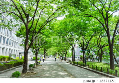 大阪　中之島の並木道 18771651