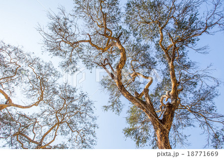 Old trees in Ananda temple at Bagan, Myanmar 18771669
