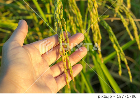 Hand touching rice in the rice paddy Hand touching rice in the rice paddy 18771786