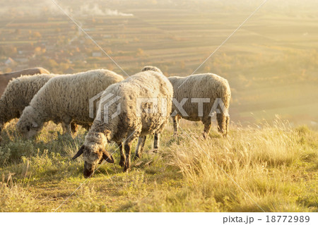 Group of sheep grazing grass on a beautiful field 18772989