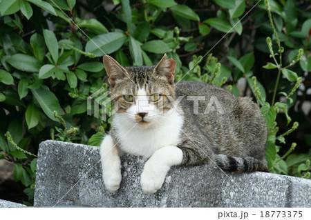 琵琶湖に住む地域猫　一段高いとこに箱座りでカメラ目線 18773375