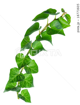 green twig of straight ivy Hedera is isolated green twig of straight ivy Hedera is isolated 18773605