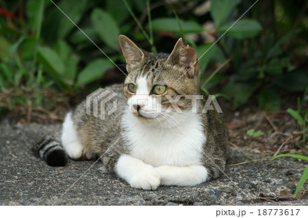 琵琶湖の猫　箱座りで遠くにいる猫をじっと見つめる 18773617