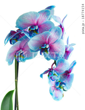 stem of blue orchids stem of blue orchids 18774154