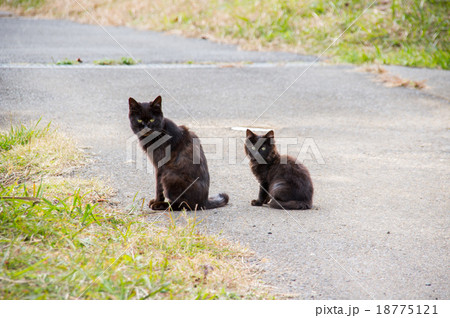 田代島｜猫のいる風景 18775121