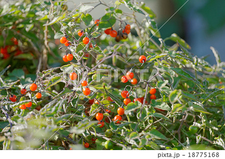 全草果実有毒だが抗腫瘍作用などの薬効があるヒヨドリジョウゴ 18775168