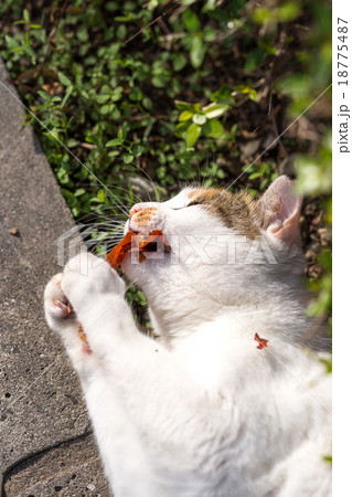 落ち葉で遊ぶのらねこ 18775487