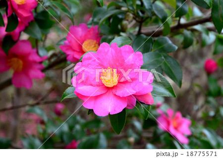 サザンカの花 18775571