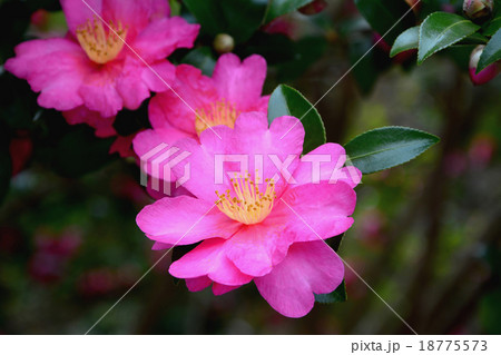 サザンカの花 サザンカの花 18775573