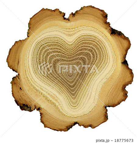 Heart of tree - growth rings of acacia tree Heart of tree - growth rings of acacia tree 18775673