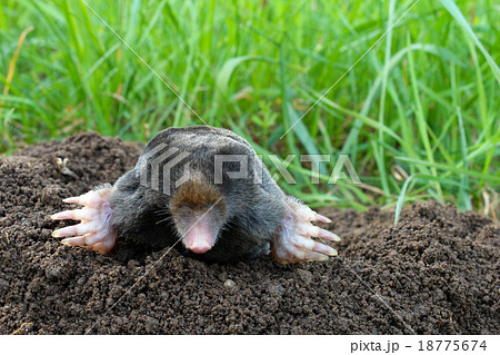 Mole and molehill on garden 18775674