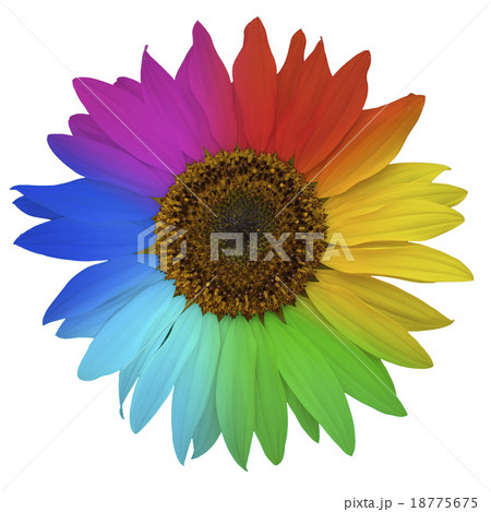 Open blossom of rainbow sunflower Open blossom of rainbow sunflower 18775675