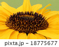 Detail of open yellow blossom of sunflower 18775677