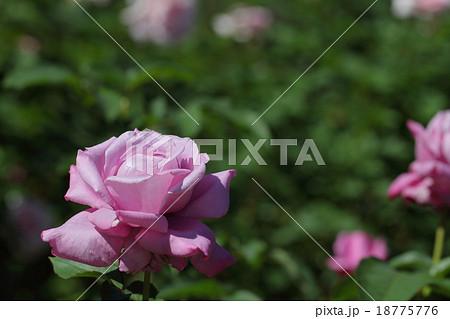 シャルルドゴール バラの花の写真素材