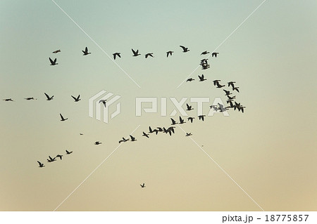 Geese Flying 18775857