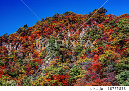 錦秋の吾妻峡　屏風岩 18775858