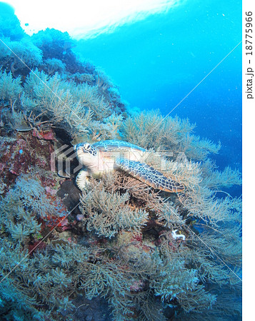 パラオの海のドロップオフに広がるフサフサの海草で昼寝するウミガメ パラオの海のドロップオフに広がるフサフサの海草で昼寝するウミガメ 18775966