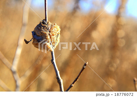 カマキリの卵 カマキリの卵 18776072