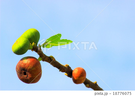 イチジクの実が熟す 18776075
