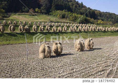 山形の秋の田んぼ 18776402