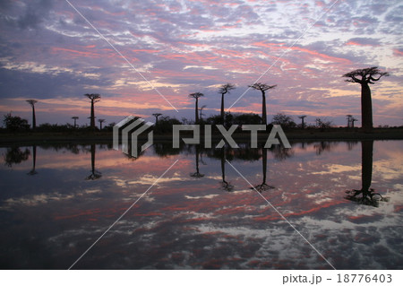 朝焼けのバオバブ並木 18776403