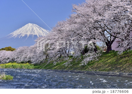 富士山と桜と川の写真素材