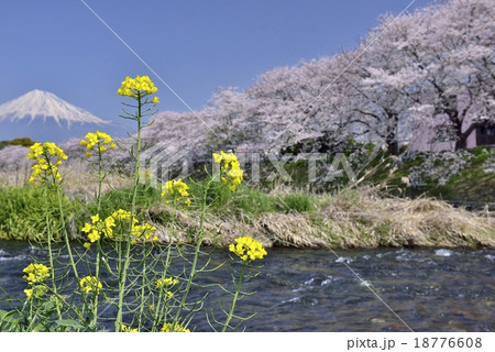 菜の花と桜と富士山 菜の花と桜と富士山 18776608