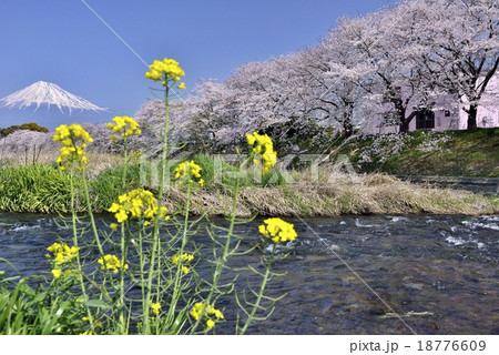 桜と富士山と菜の花 桜と富士山と菜の花 18776609