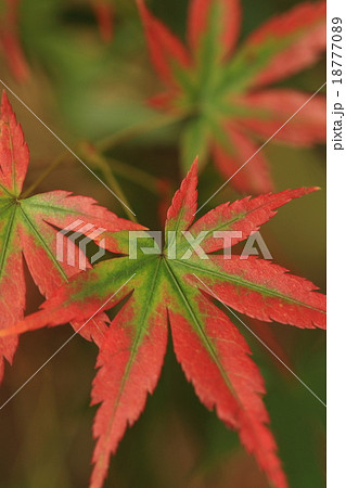 自然 植物 イロハモミジ 変わった紅葉の進み具合ですが緑と赤のコントラストがきれいですの写真素材