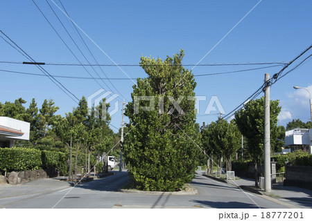 久米島/真謝集落の美らフクギ 久米島/真謝集落の美らフクギ 18777201