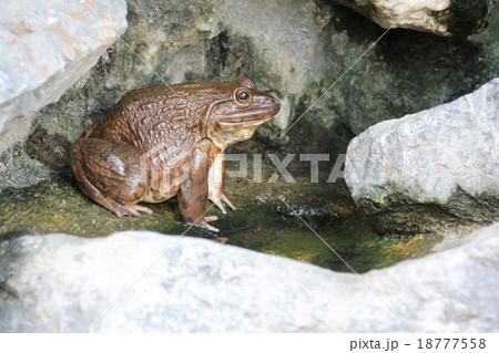 frog on stone 18777558