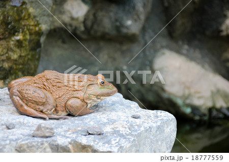 frog on stone 18777559