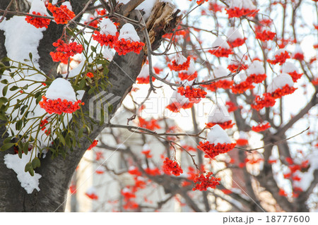 Red pyracantha berries covered by snow in winter 18777600
