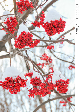 Red pyracantha berries covered by snow in winter 18777601